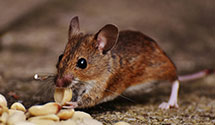 24 Hour & Emergency Exterminators in Harbor Isl, SC